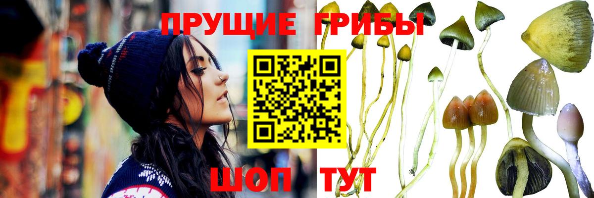 Галлюциногенные грибы ЛСД  Галлюциногенные грибы мицелий  Новозыбков  Вход с VPN 